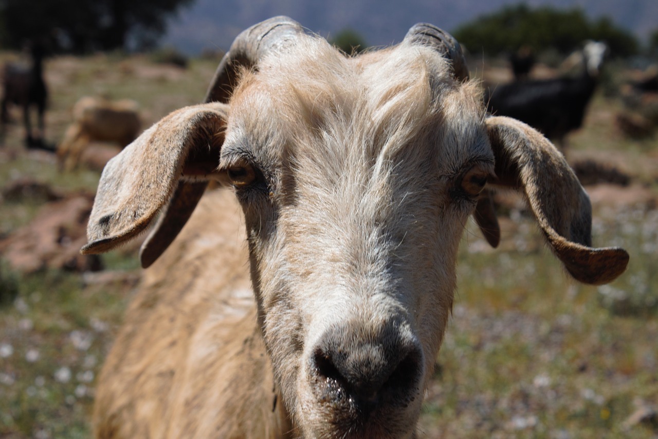 goat profile interest free photo