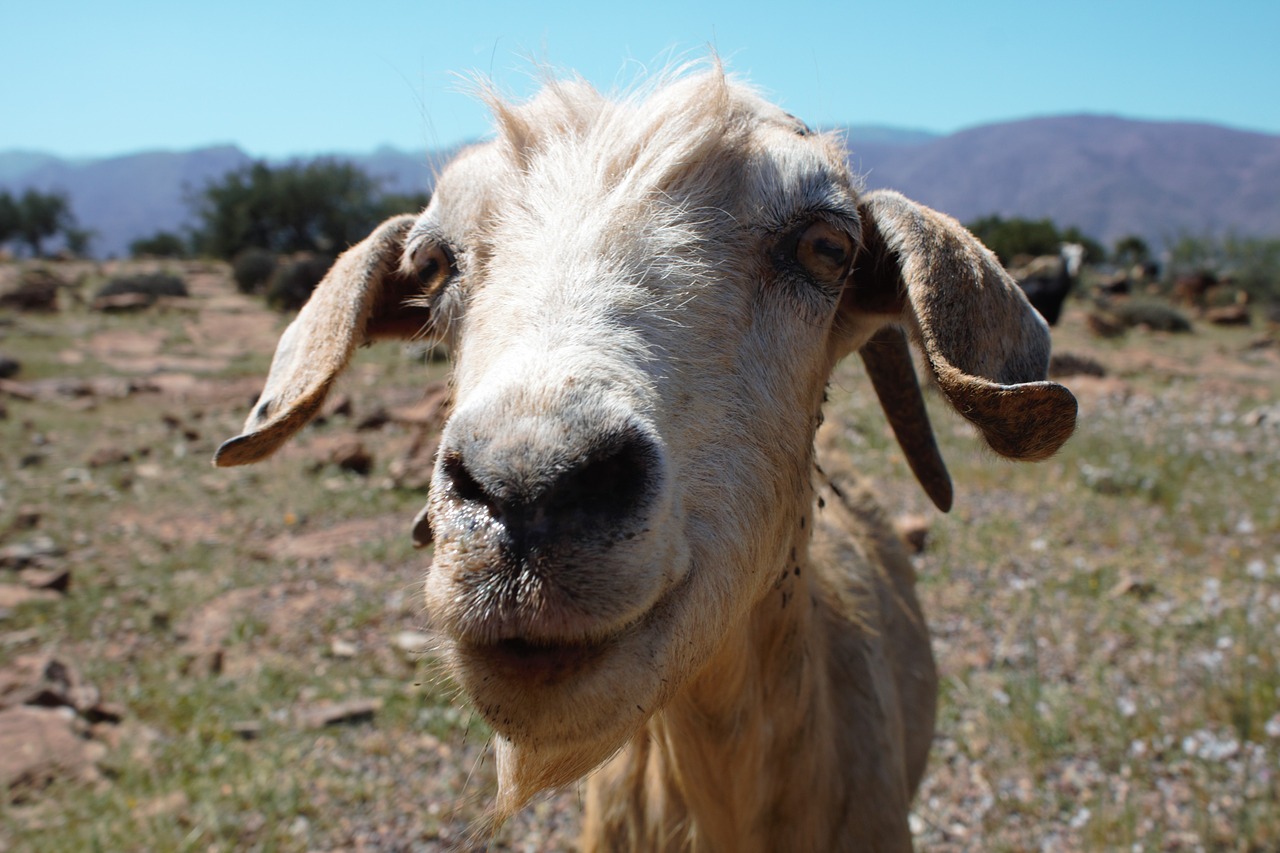 goat hello greeting free photo