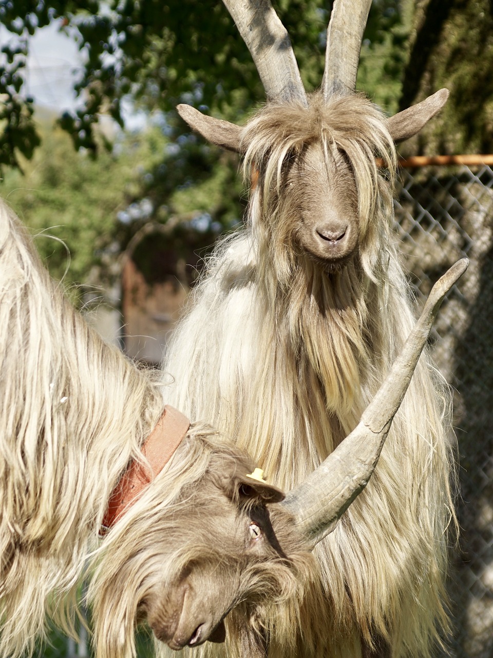 goat large horns free photo