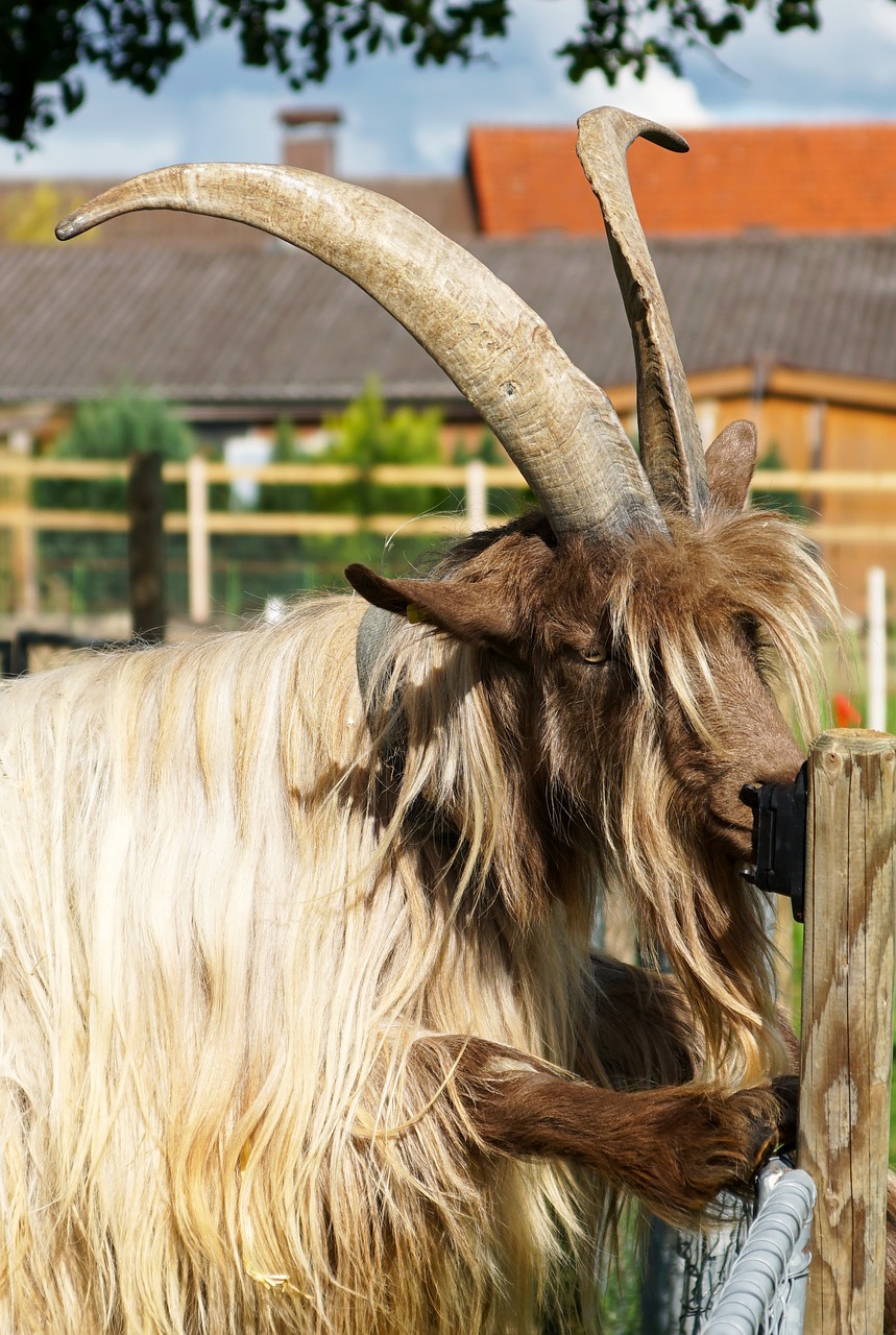 goat large horns free photo