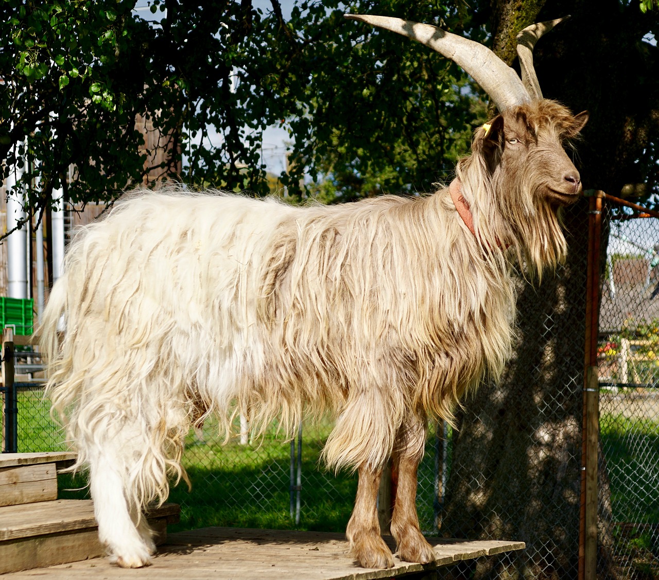 goat large horns free photo