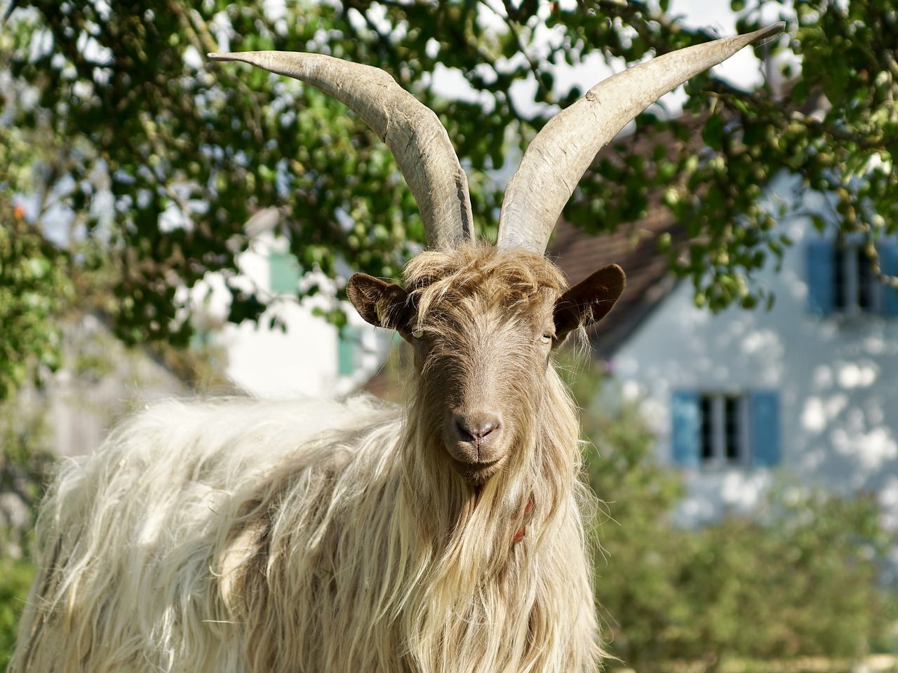 goat large horns free photo