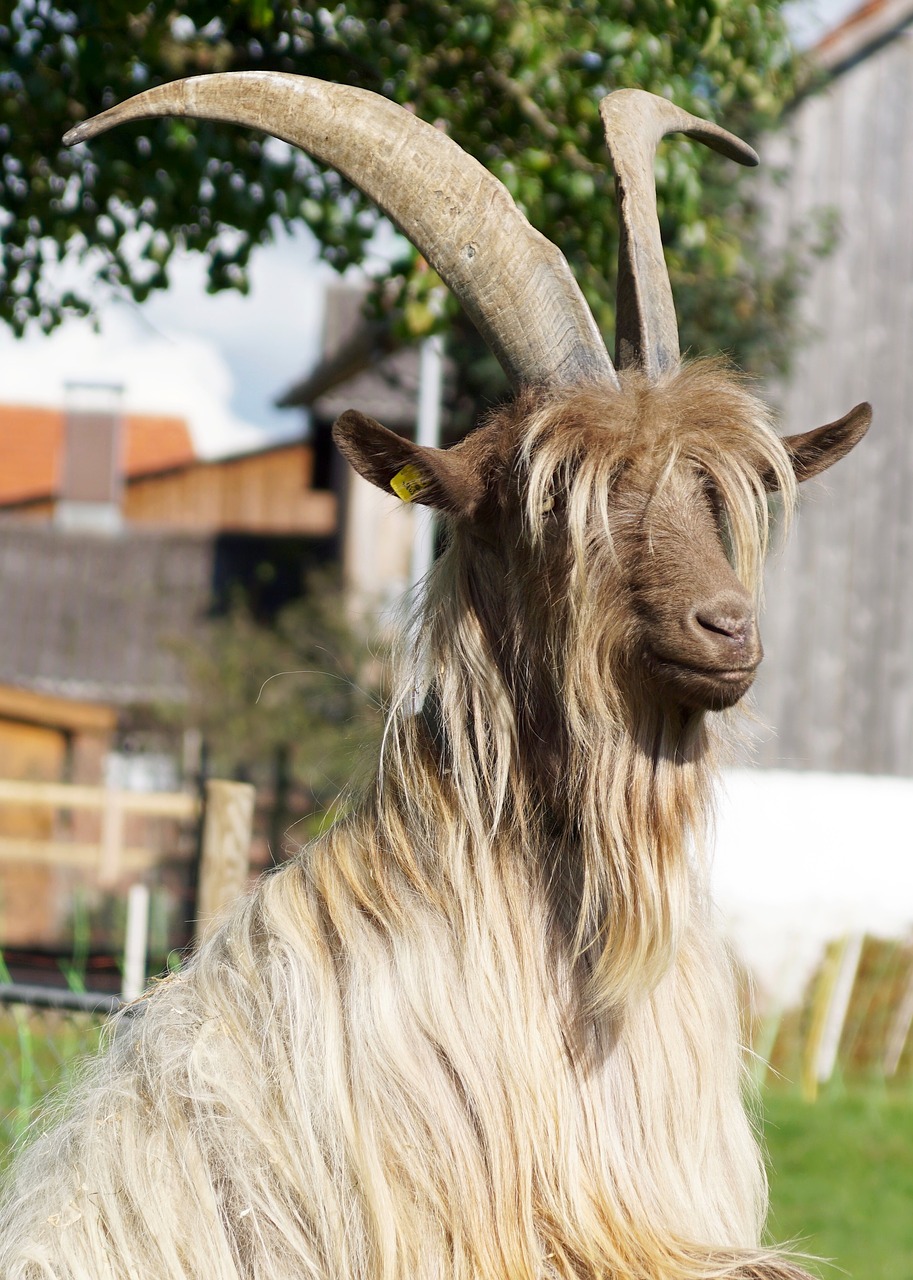 goat large horns free photo
