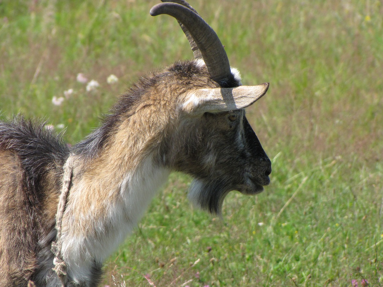 goat animal horns free photo