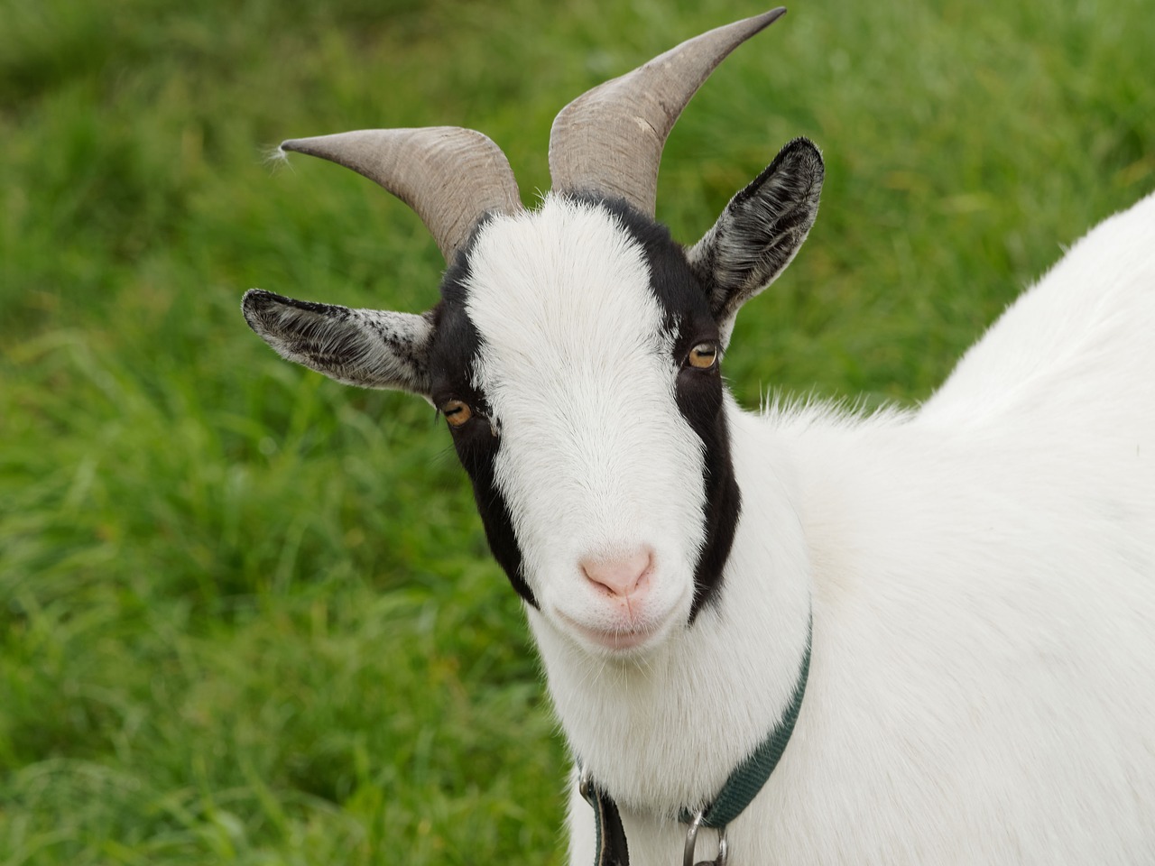 goat goats capra free photo