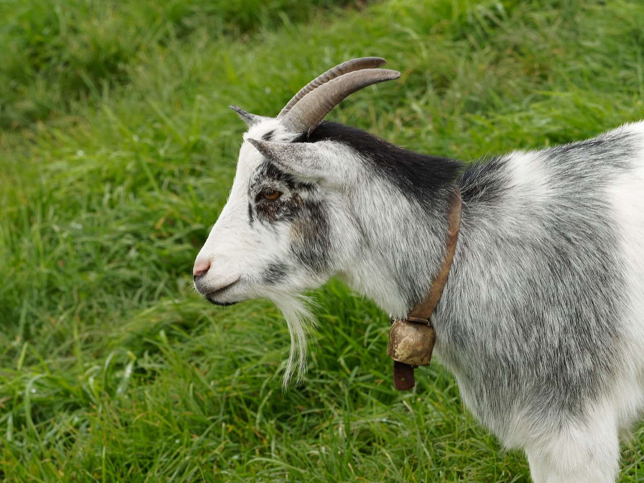 goat goats capra free photo