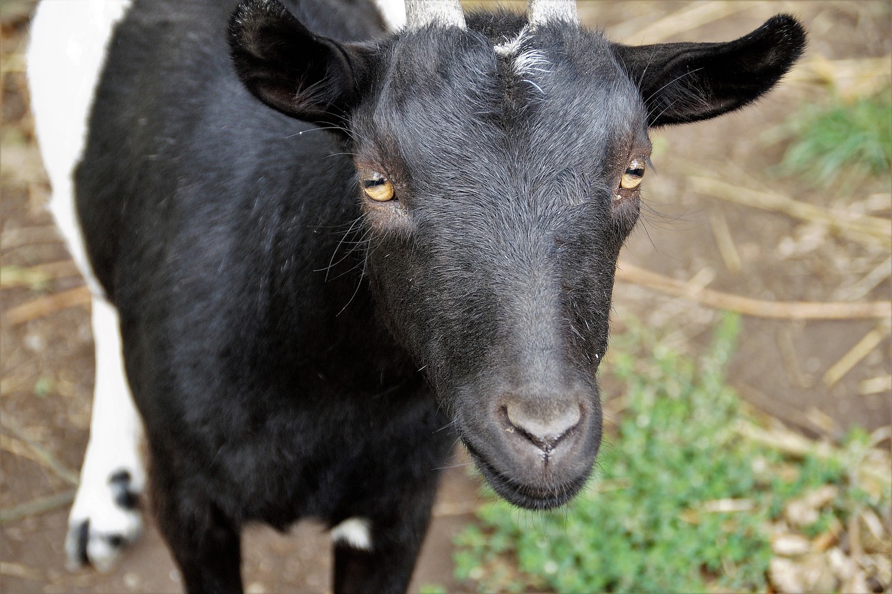 goat pet economic free photo