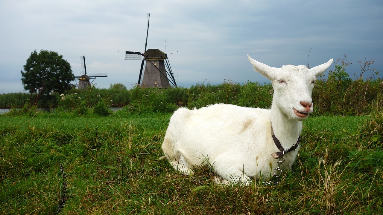 goat mill wind mill free photo