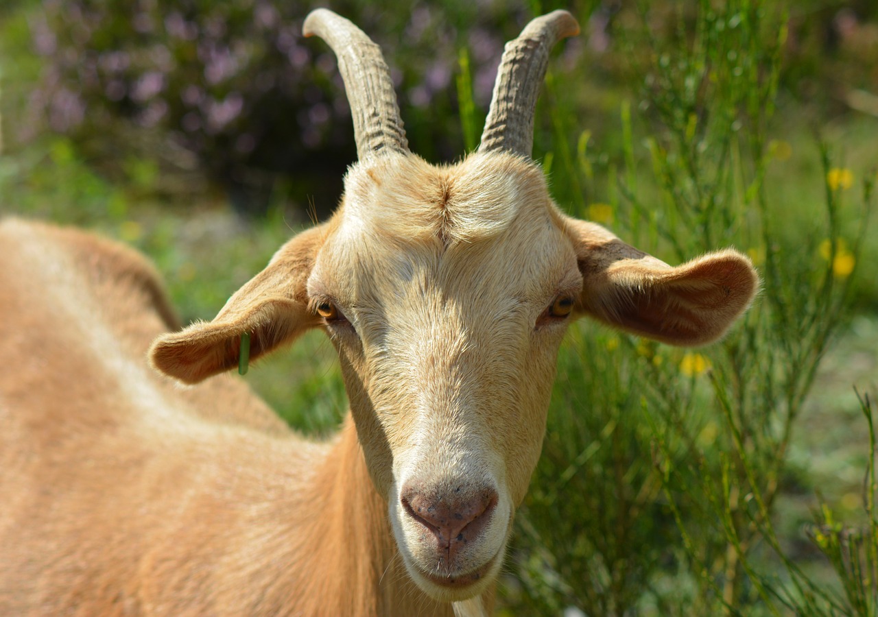goat billy goat bock free photo