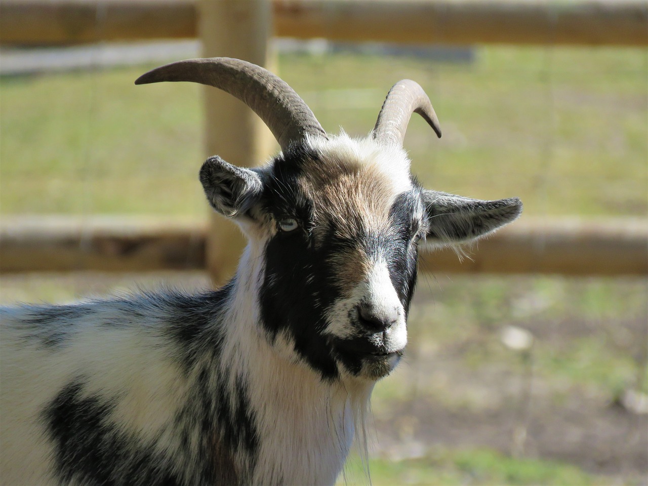 goat farm farm animal free photo