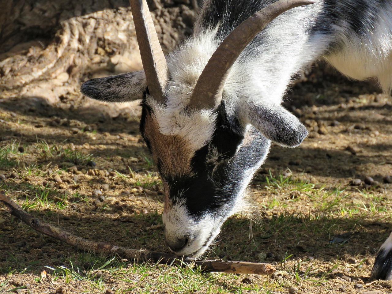 goat farm farm animal free photo