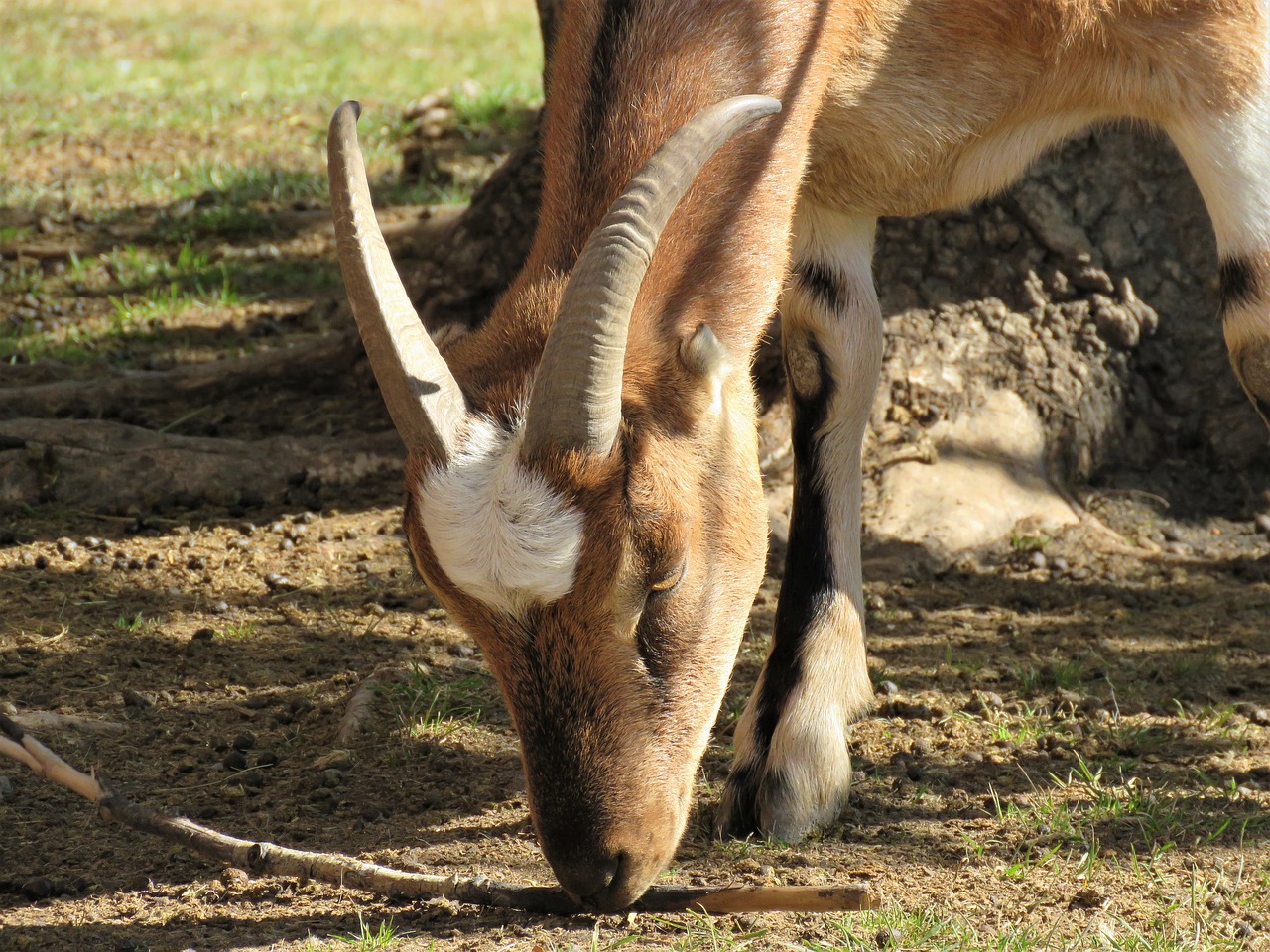 goat farm farm animal free photo