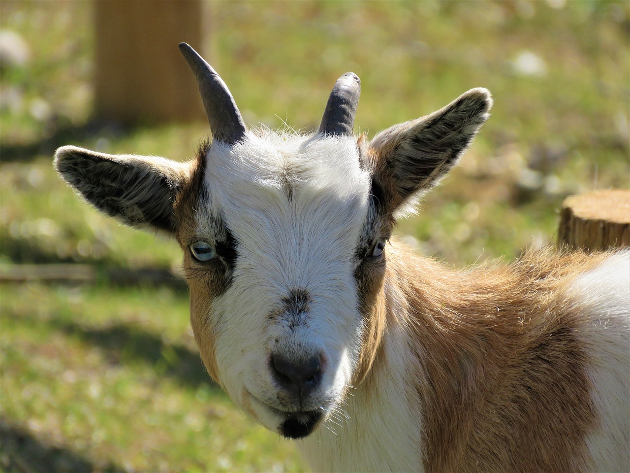 goat farm farm animal free photo