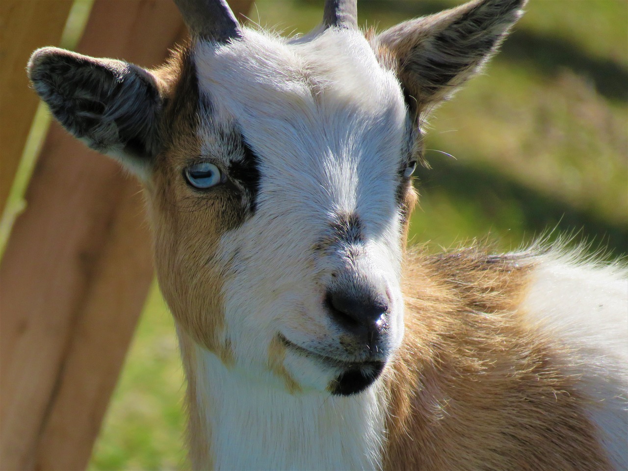 goat farm farm animal free photo