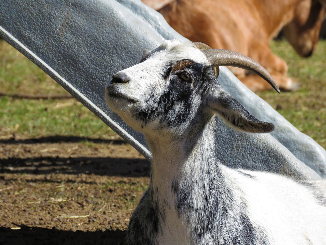 goat farm animal animal free photo