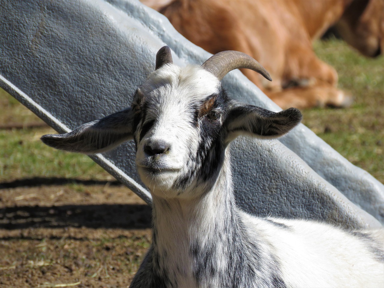 goat farm animal animal free photo