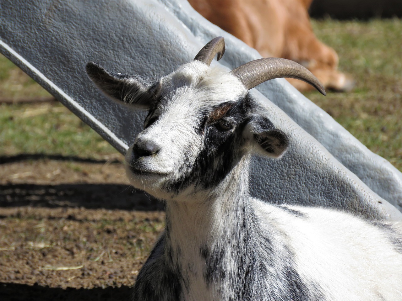 goat farm animal animal free photo