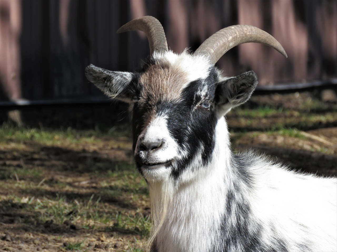 goat farm animal animal free photo