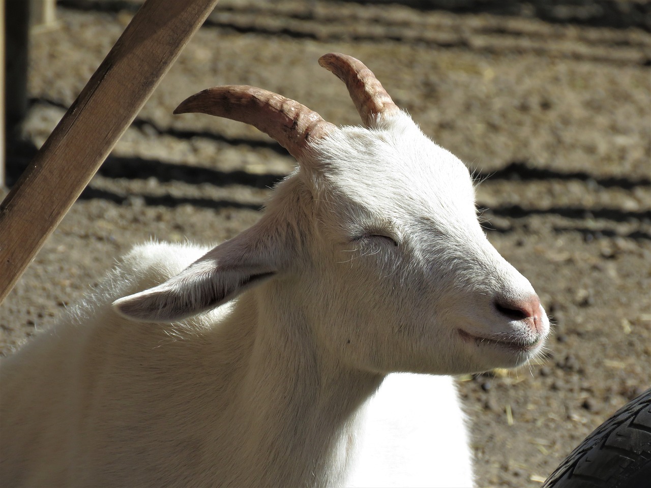 goat farm animal animal free photo