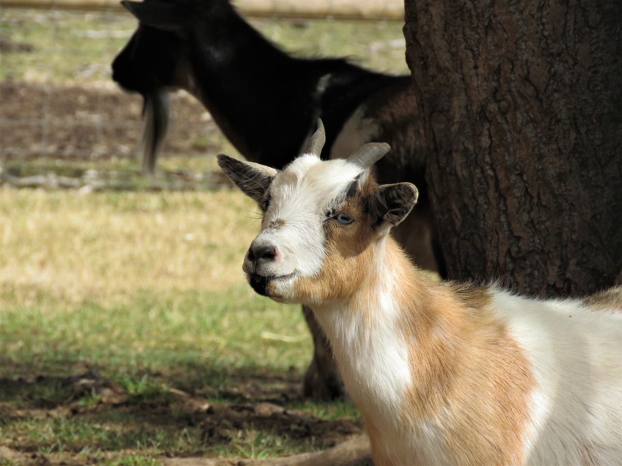 goat farm animal animal free photo