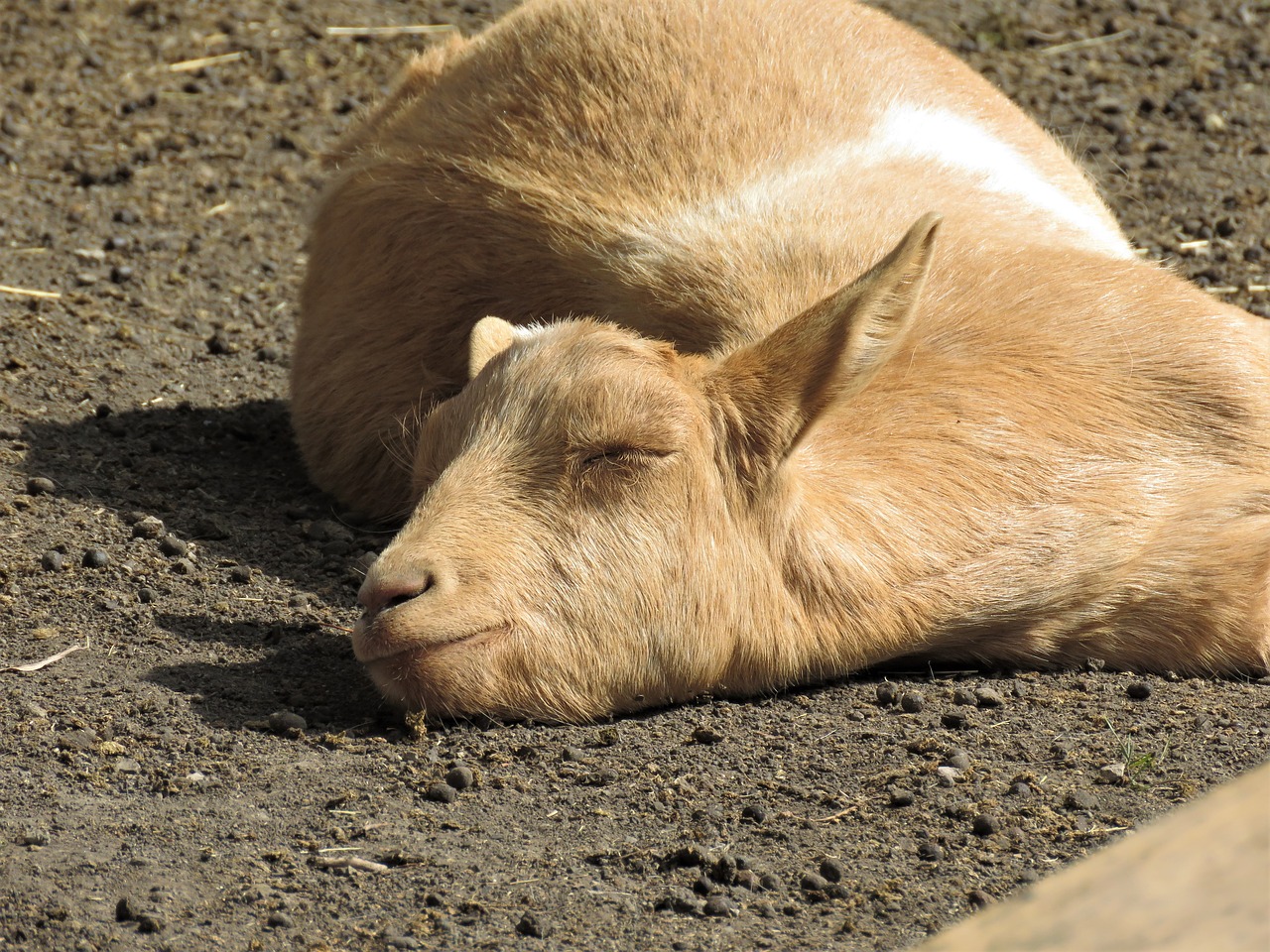 goat farm animal animal free photo