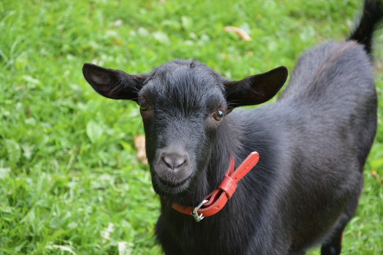 goat young goat black brown auburn free photo