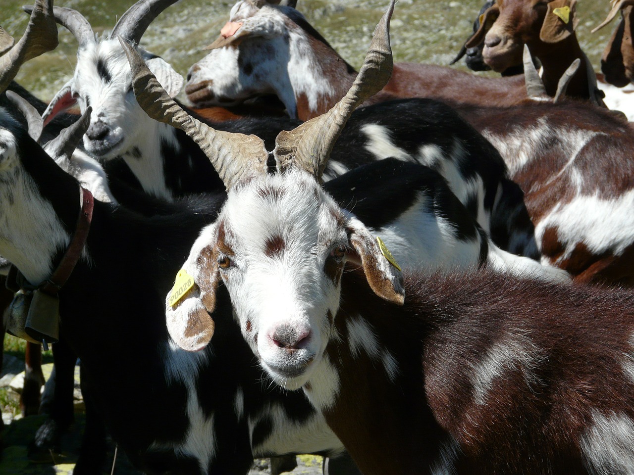 goat herd mountain free photo