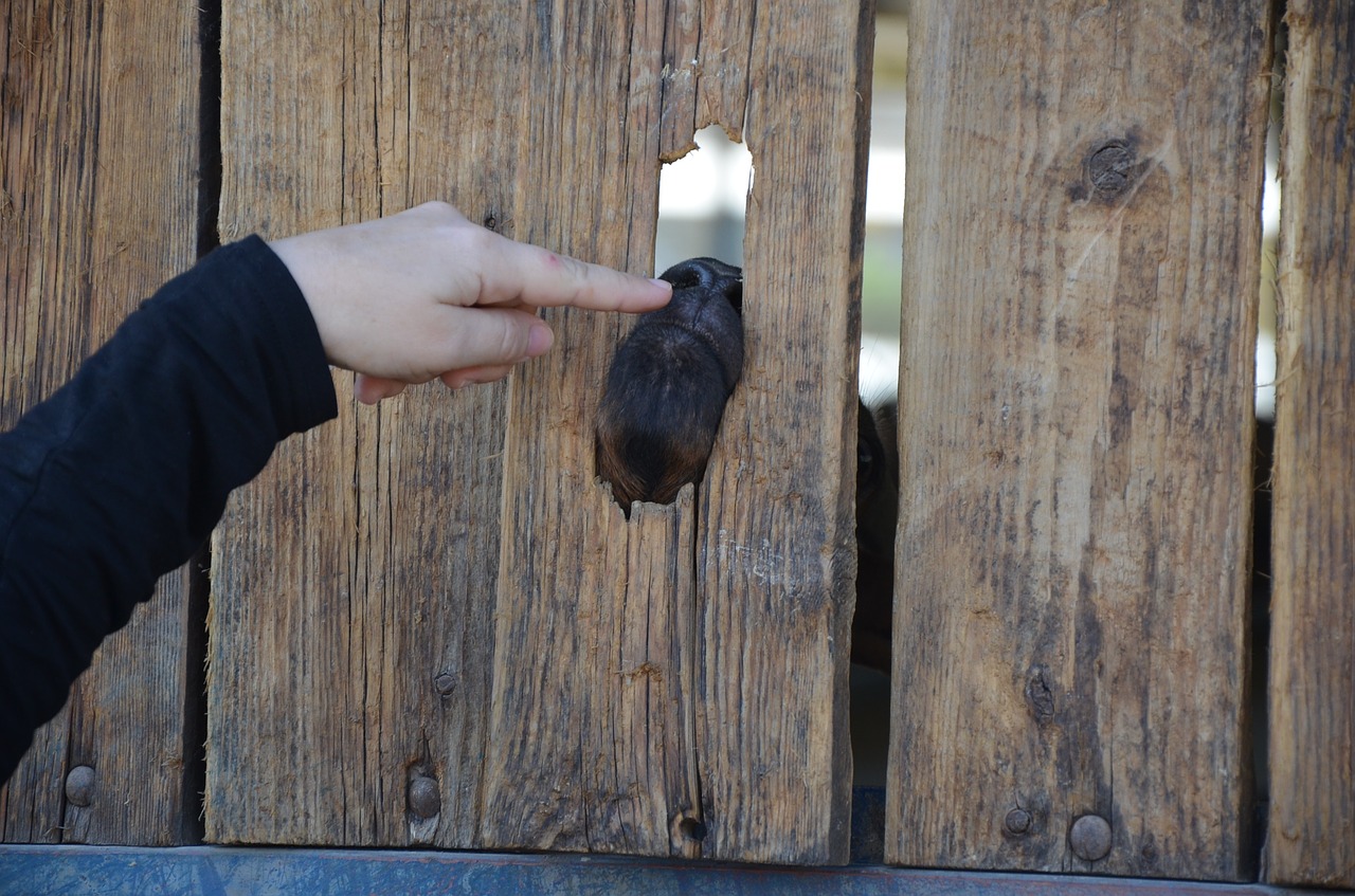 goat finger fun free photo