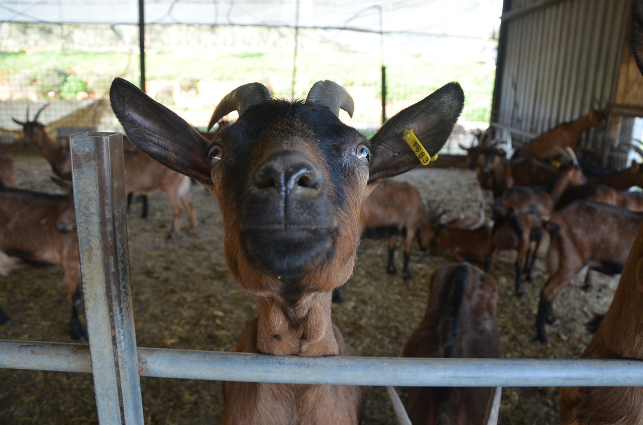 goat fun farm free photo