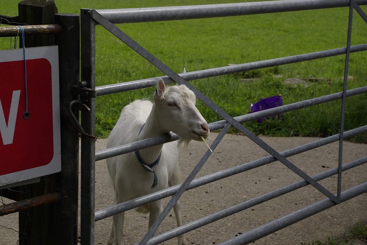 goat farm animal free photo