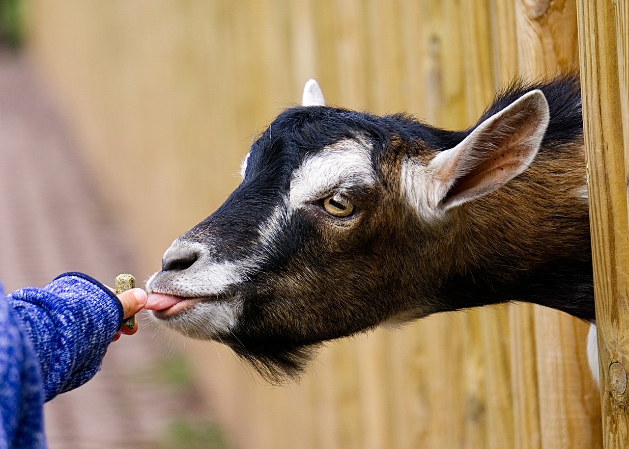 goat feeding feed free photo