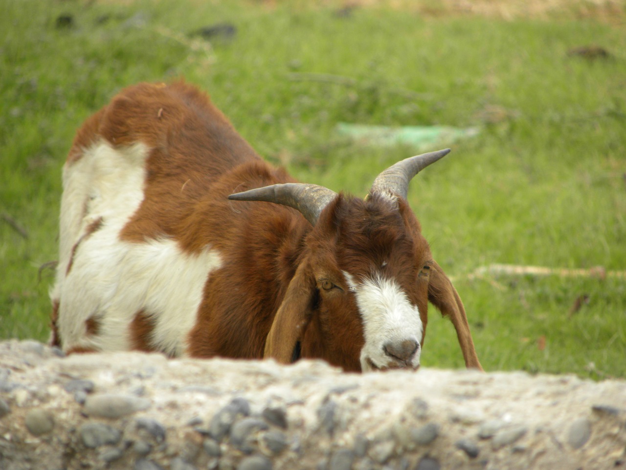goat horns kid free photo