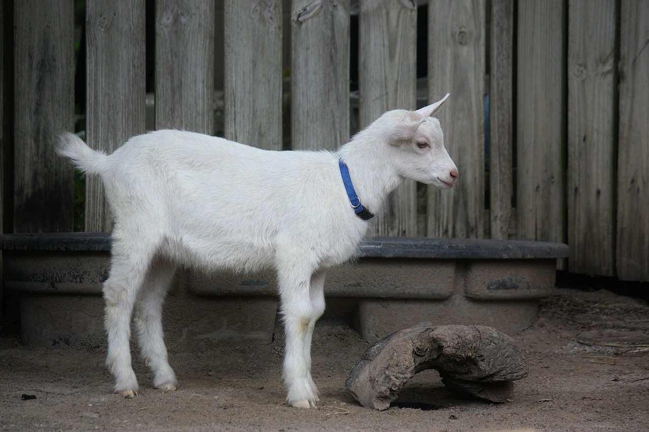 goat white animal free photo