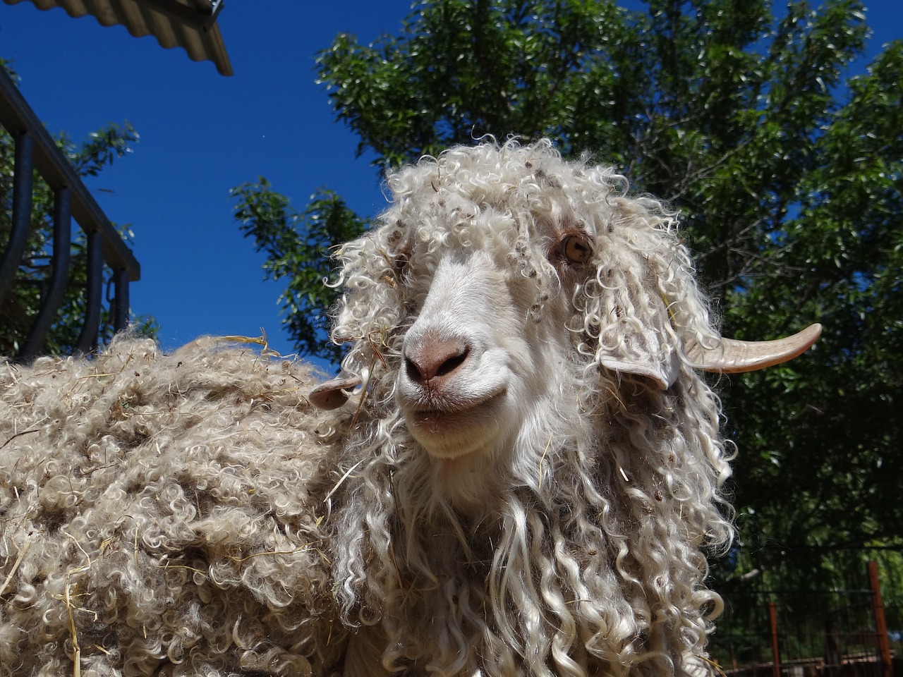 goat angora wool free photo