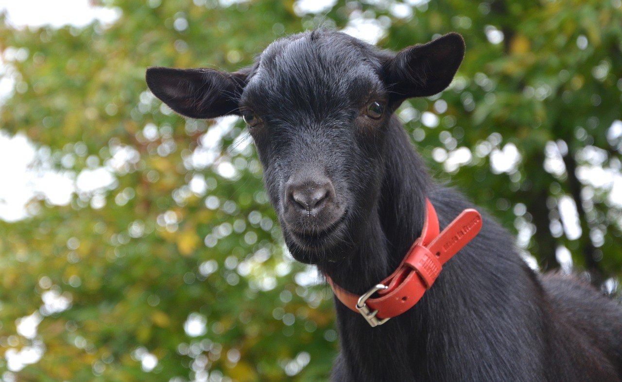 goat black goat ruminant free photo