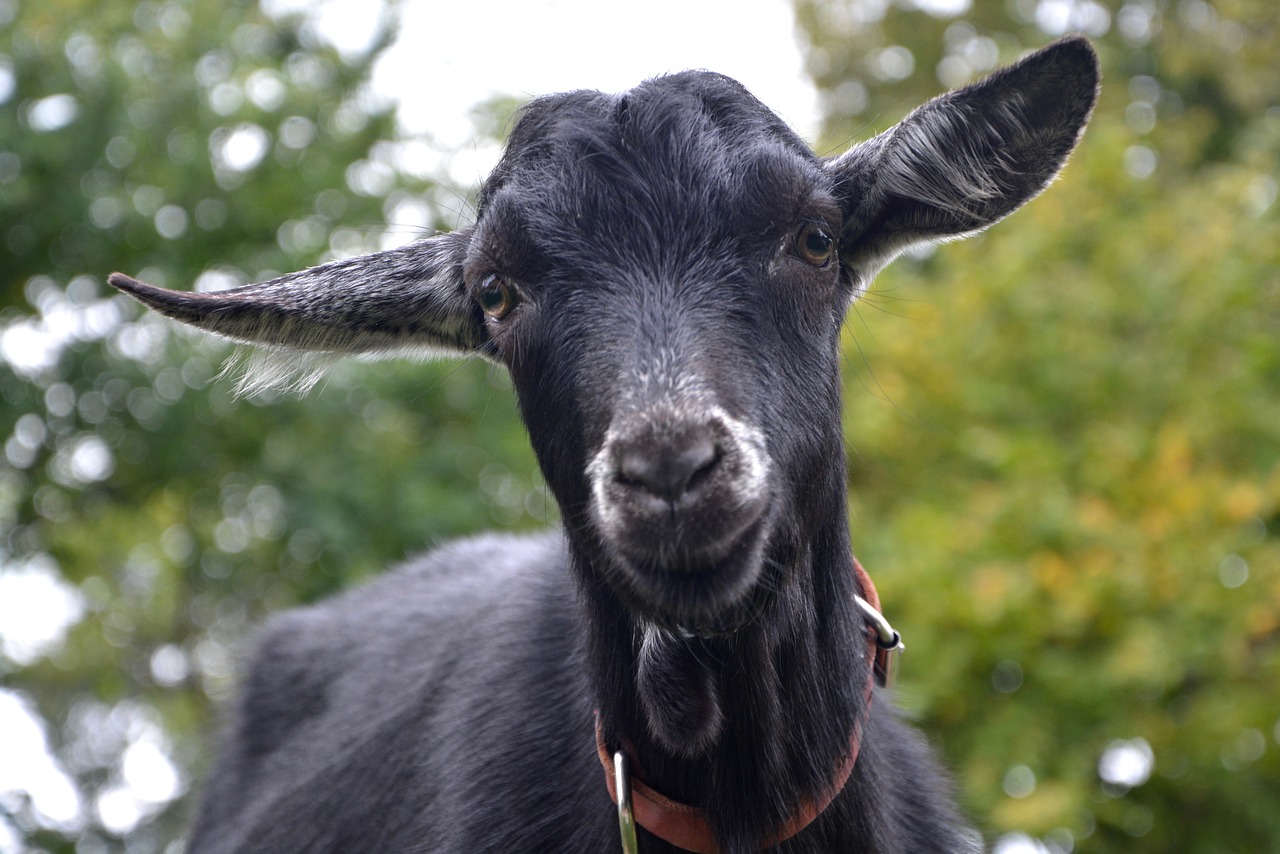 goat black goat white free photo