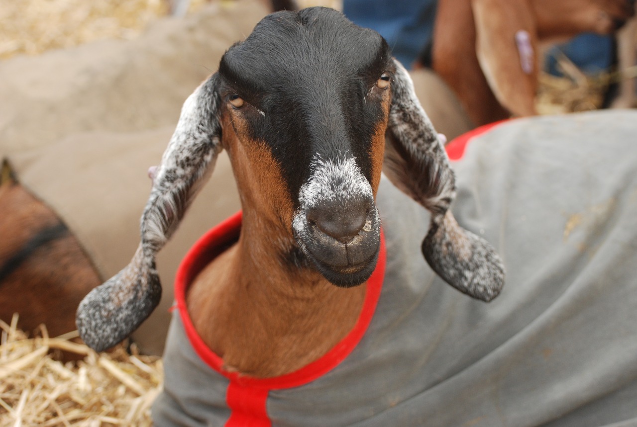 goat anglo nubian lop eared free photo