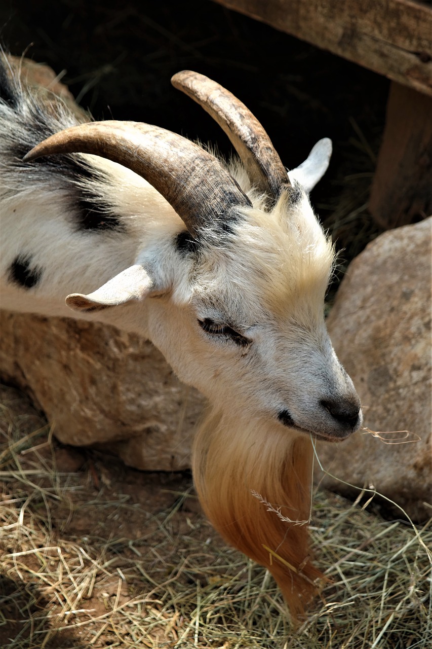 goat horns mammals free photo