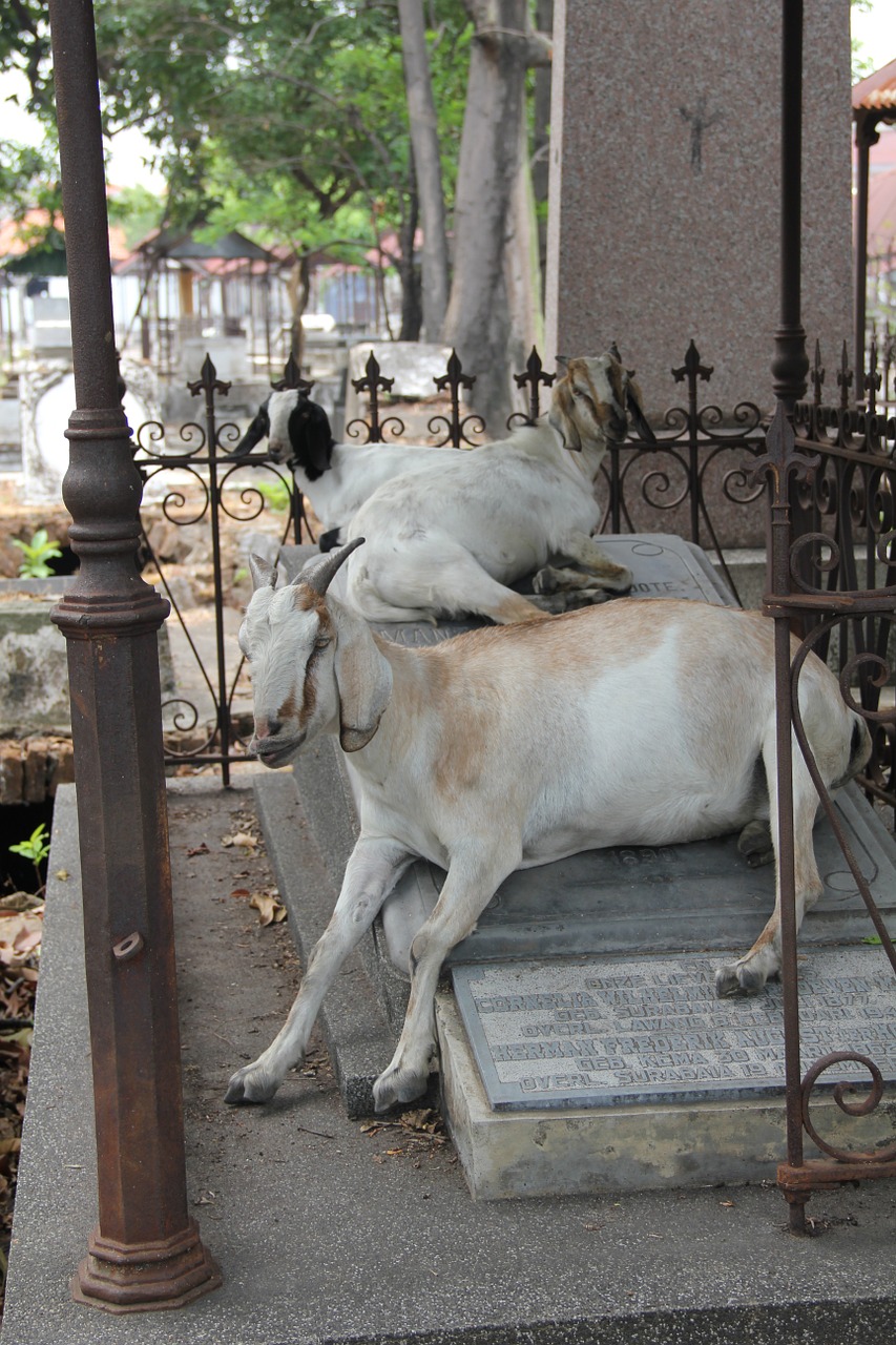 goat cemetery surabaya free photo