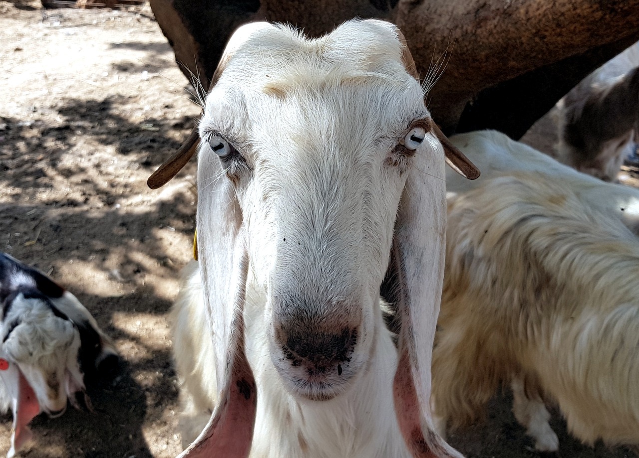 goat animal face free photo