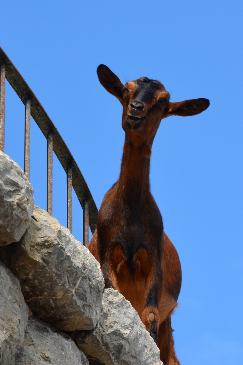 goat climb livestock free photo