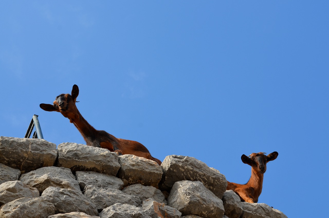 goat climb livestock free photo