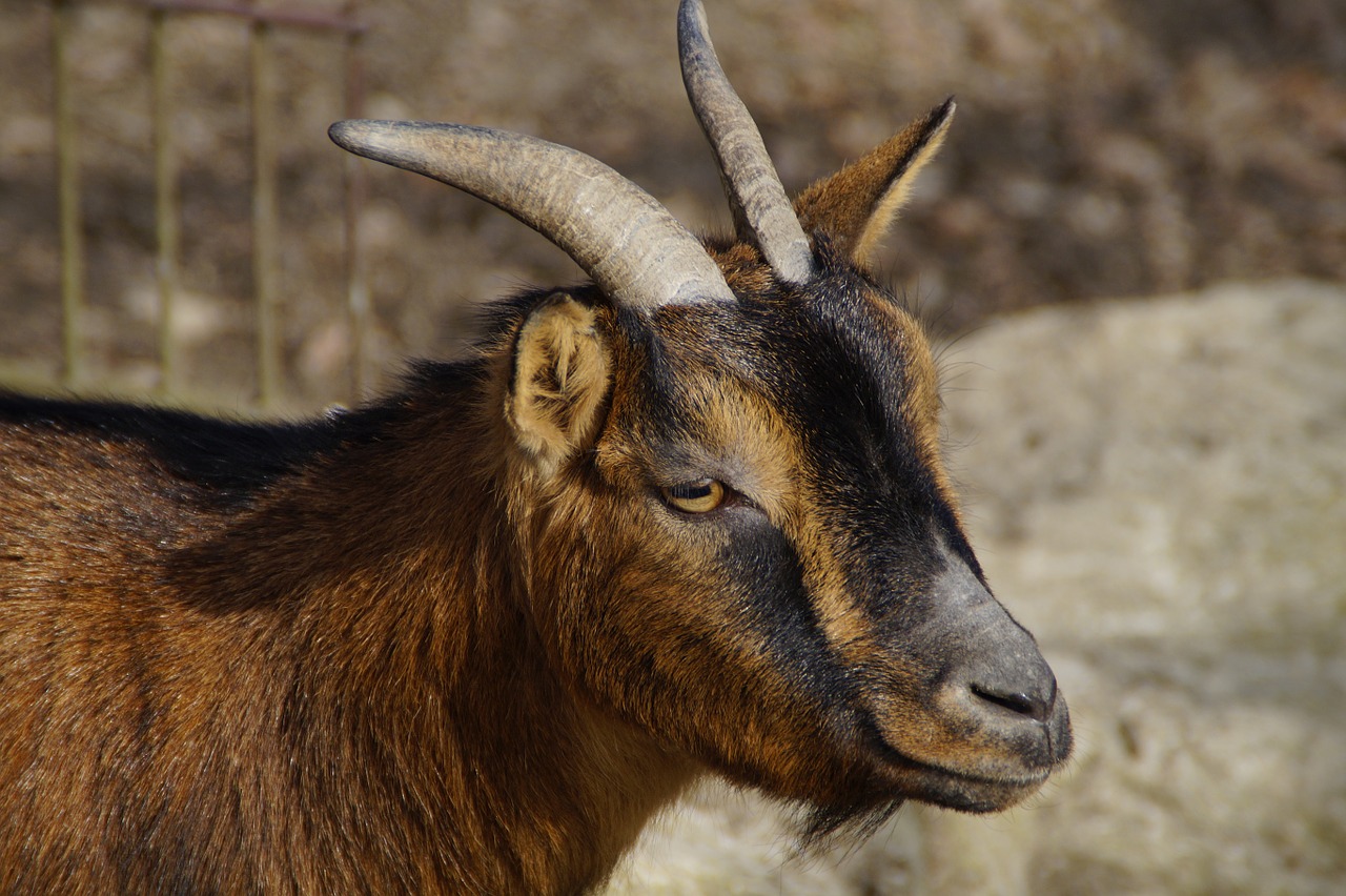 goat head face free photo