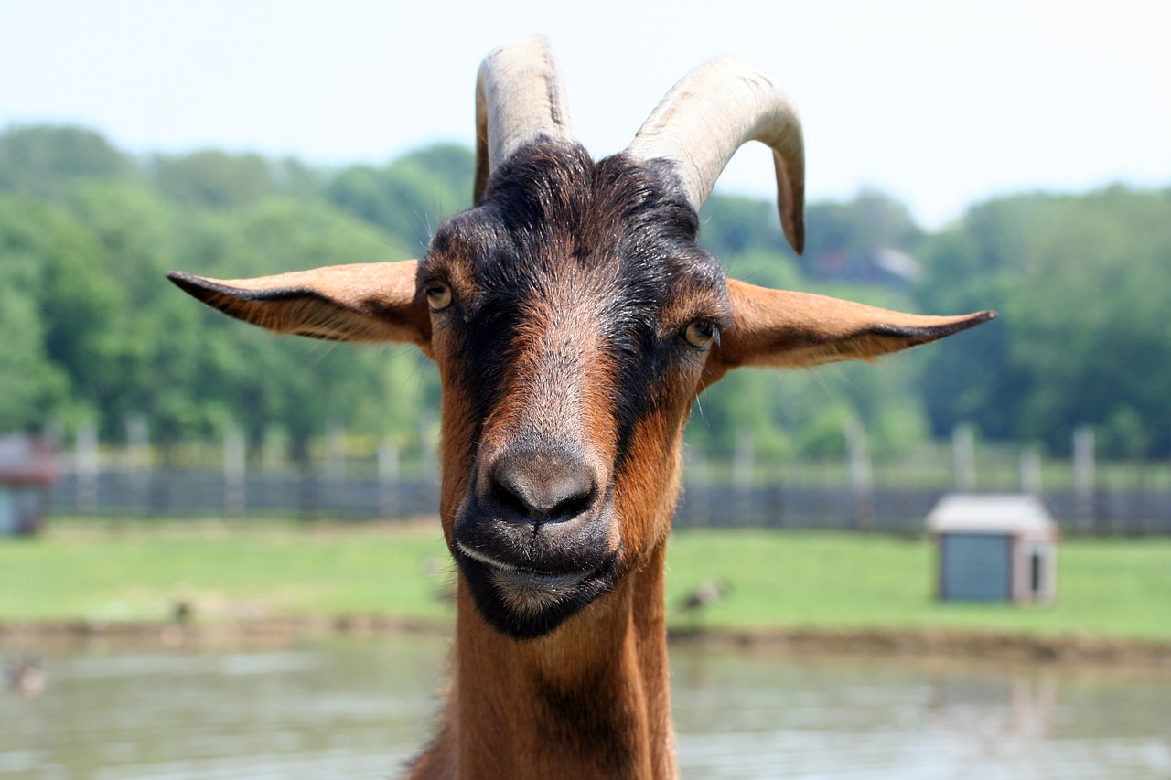 goat farm animal animal free photo