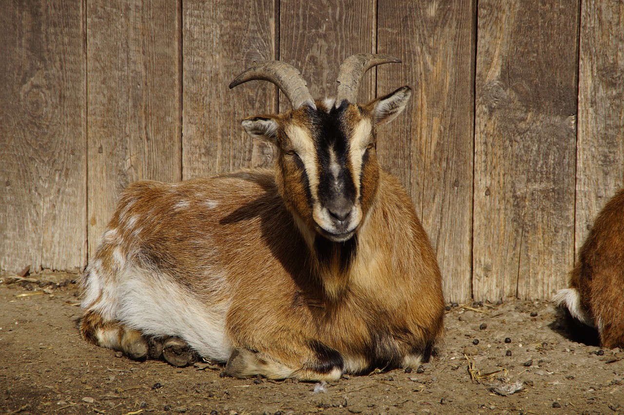 goat farm bock free photo