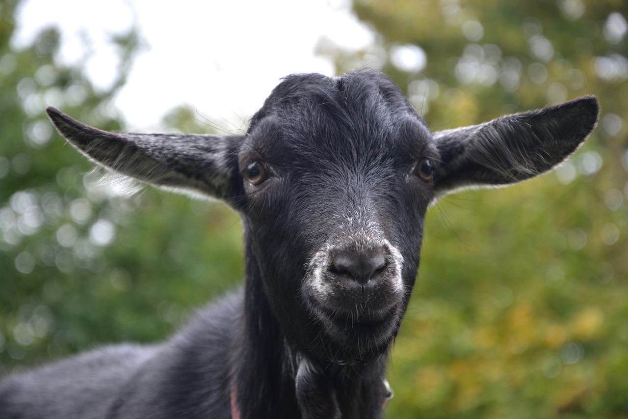 goat goat black white young goat free photo