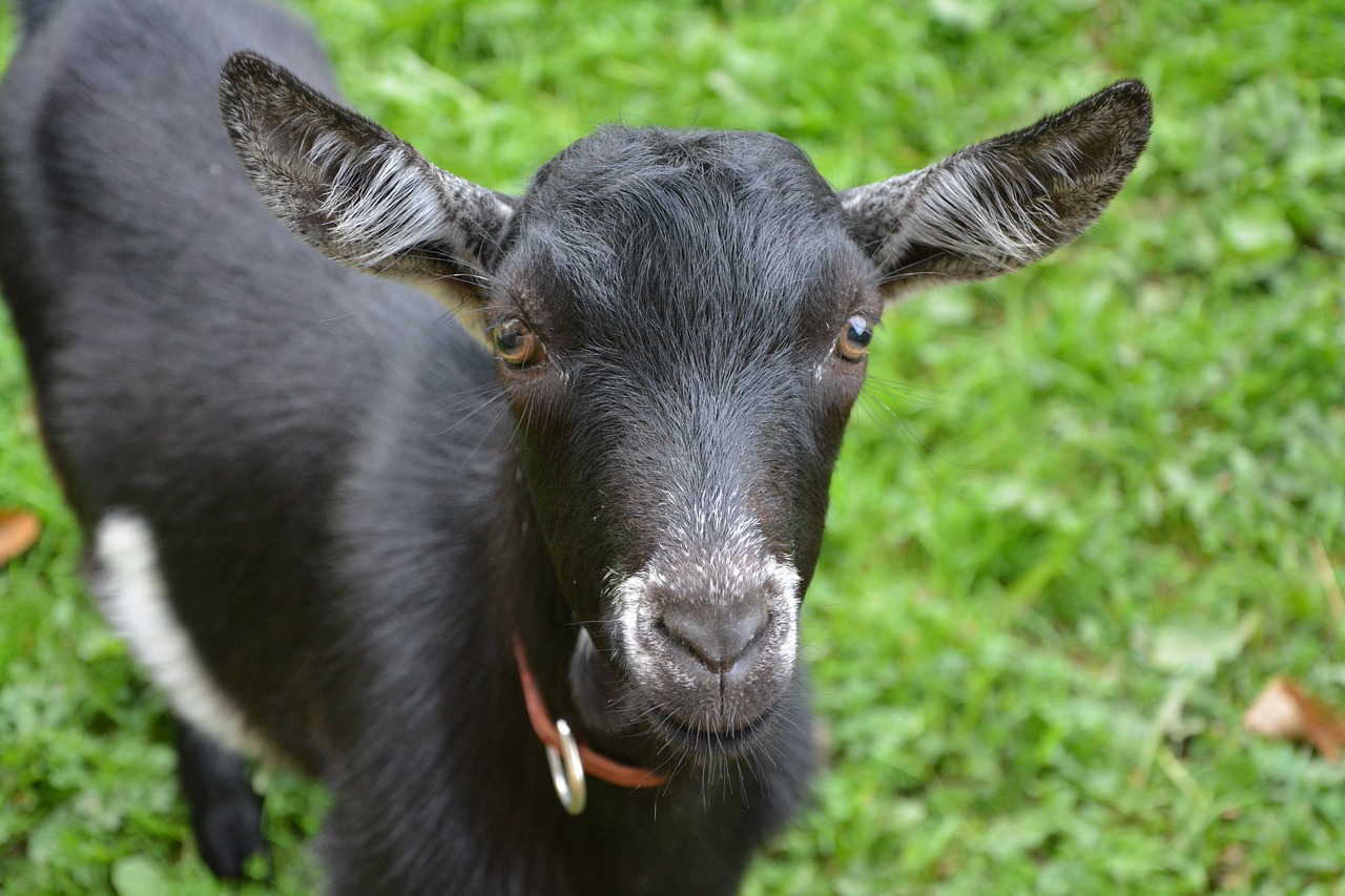 goat young goat kid free photo