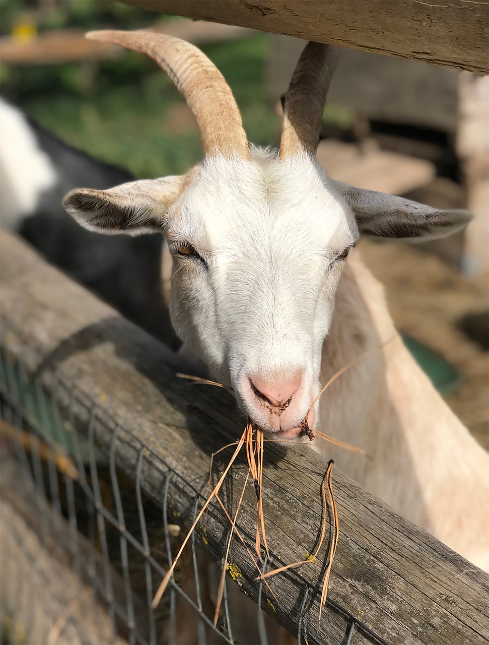 goat farm white goat free photo