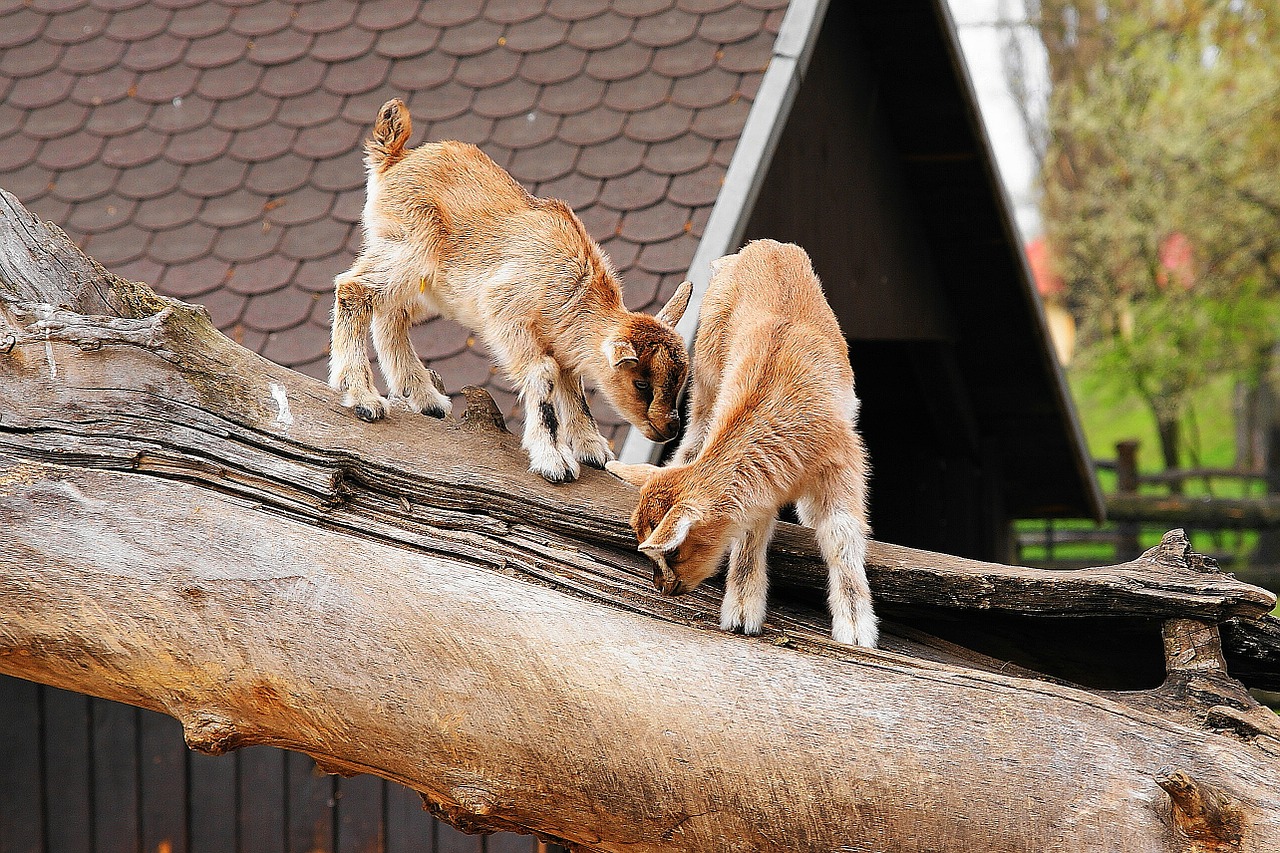 goat zoo warsaw free photo