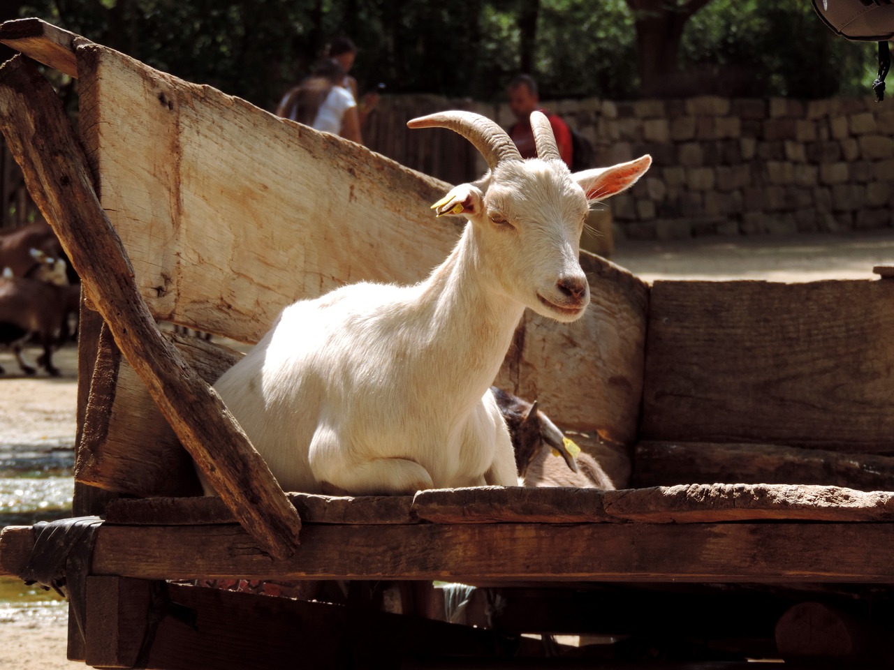goat domestic goat billy goat free photo